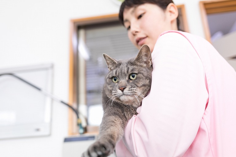 猫の病気のサインについて 郡山市のたちばな動物病院