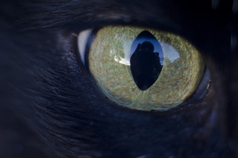 猫 に 人間 の 目薬