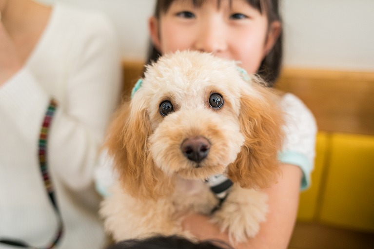 犬の写真