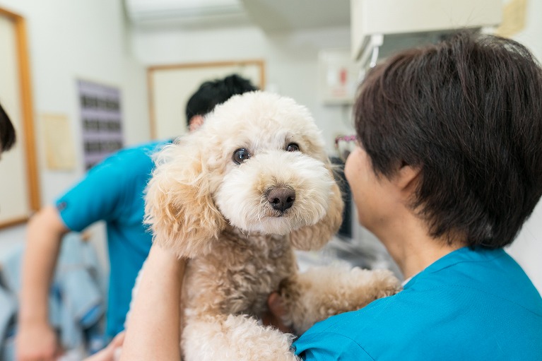 [最も選択された] 犬 メス 避妊手術後 マウンティング 608264犬 メス 避妊手術後 マウンティング