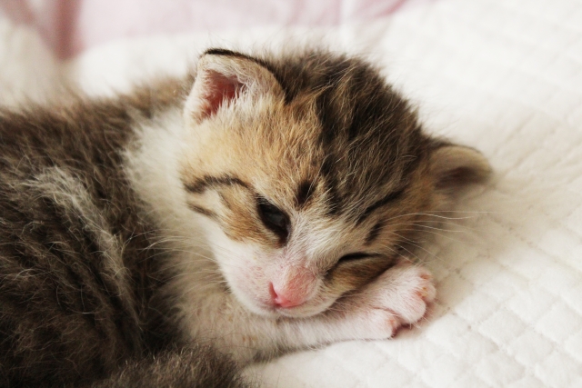 眠たそうな猫の写真