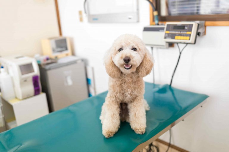 犬が正面を向いてる写真