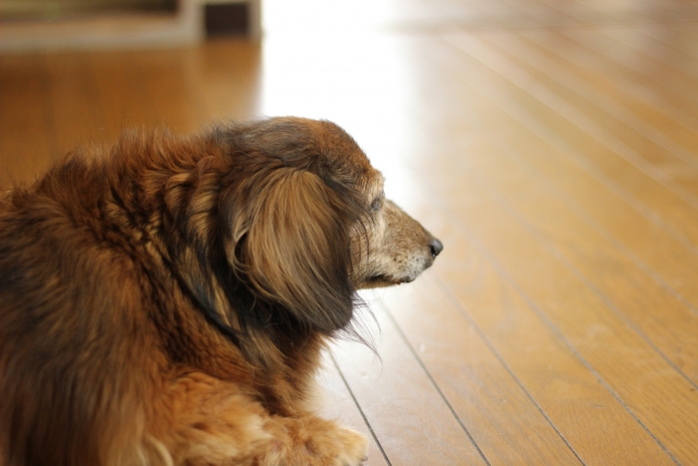 歳をとった犬